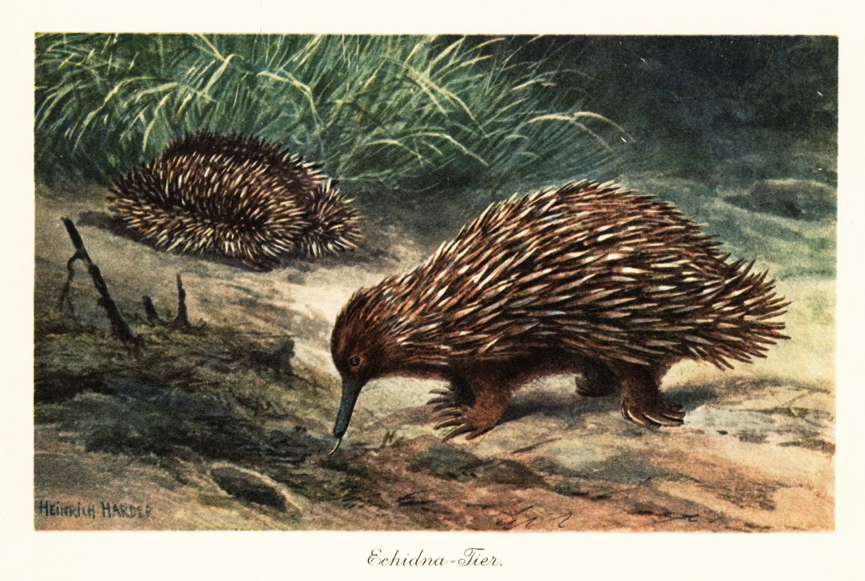 短いくちばしのハリモグラ、Tachyglossus aculeatus、食べ物を探しています。 作： ヘンリーハーダー