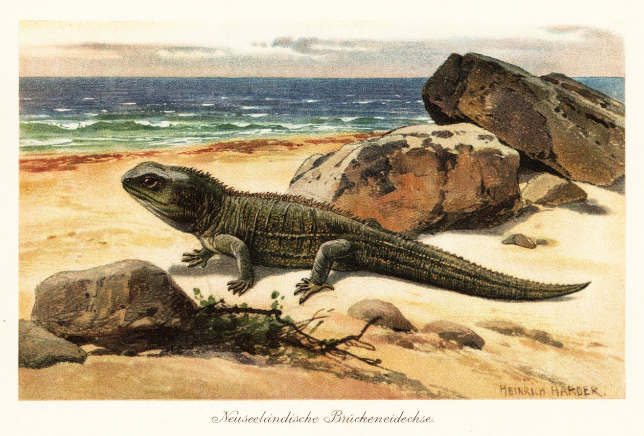 傷つきやすいツアタラ、Sphenodon punctatus、海岸に。 作： ヘンリーハーダー