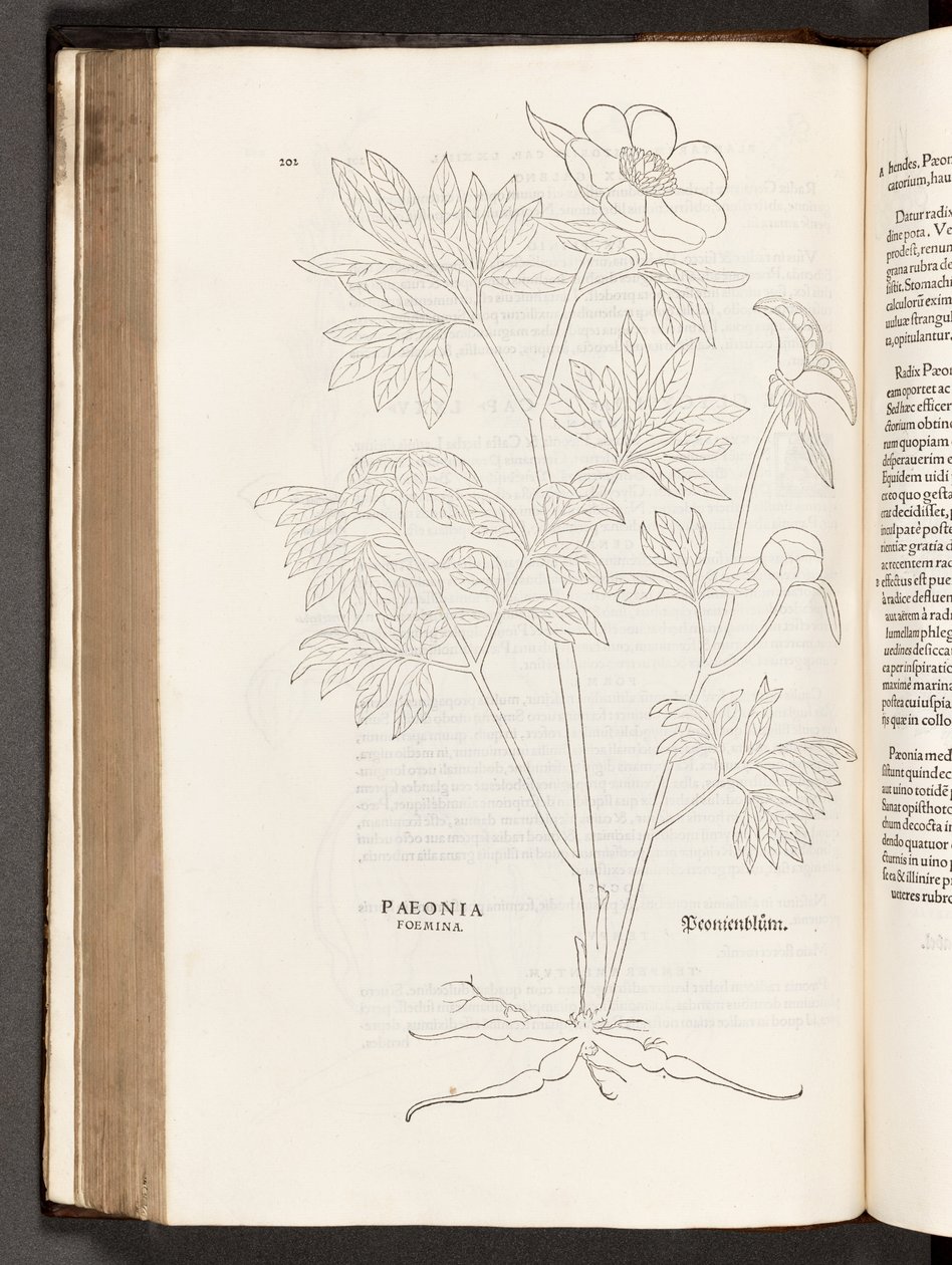 BT3.267.5 p.311牡丹、著名なレオンハート・フックスによる植物解説の歴史、1542年 作： ハインリッヒアンドマイヤー、アルバートフルモーラー