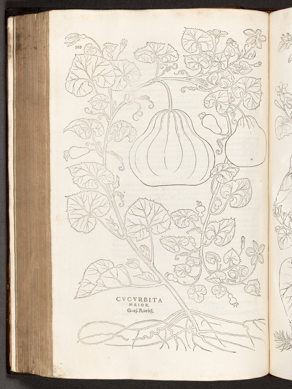 BT3.267.5 p.368ひょうたん、著名なレオンハート・フックスによる植物解説の歴史、1542年 作： ハインリッヒアンドマイヤー、アルバートフルモーラー