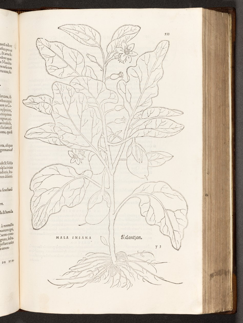 BT3.267.5 p.533 Aubergine、著名なLeonhart Fuchsによる植物解説の歴史、1542年 作： ハインリッヒアンドマイヤー、アルバートフルモーラー