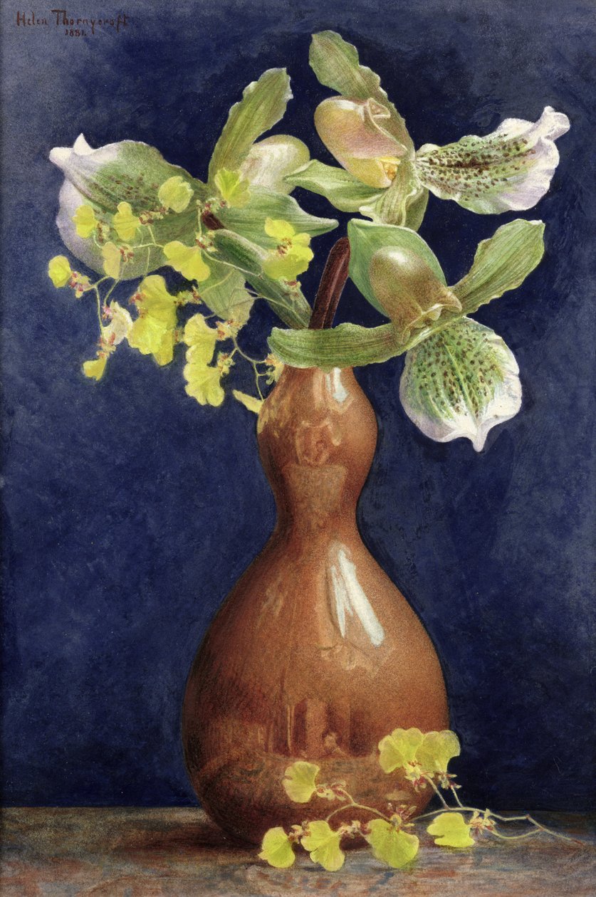 1881年の銅製の花瓶の蘭（紙にガッシュを塗った鉛筆とトイレ） 作： ヘレン・ソーニークロフト