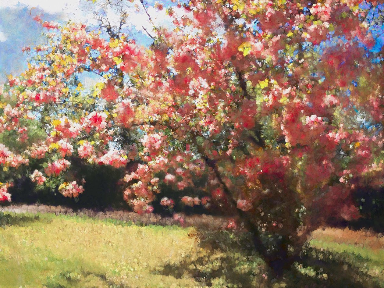 2018年の桜 作： ヘレンホワイト