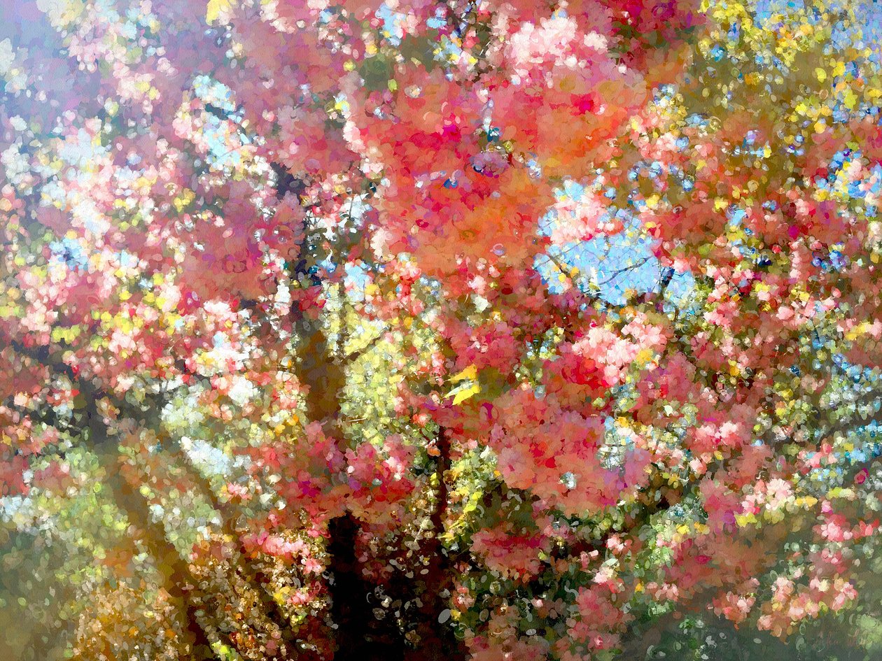 春の花の空、2018、 作： ヘレンホワイト