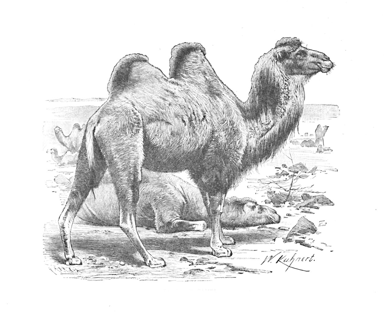 バクトリアラクダ、c1900 作： ヘレナ・J・マグワイア