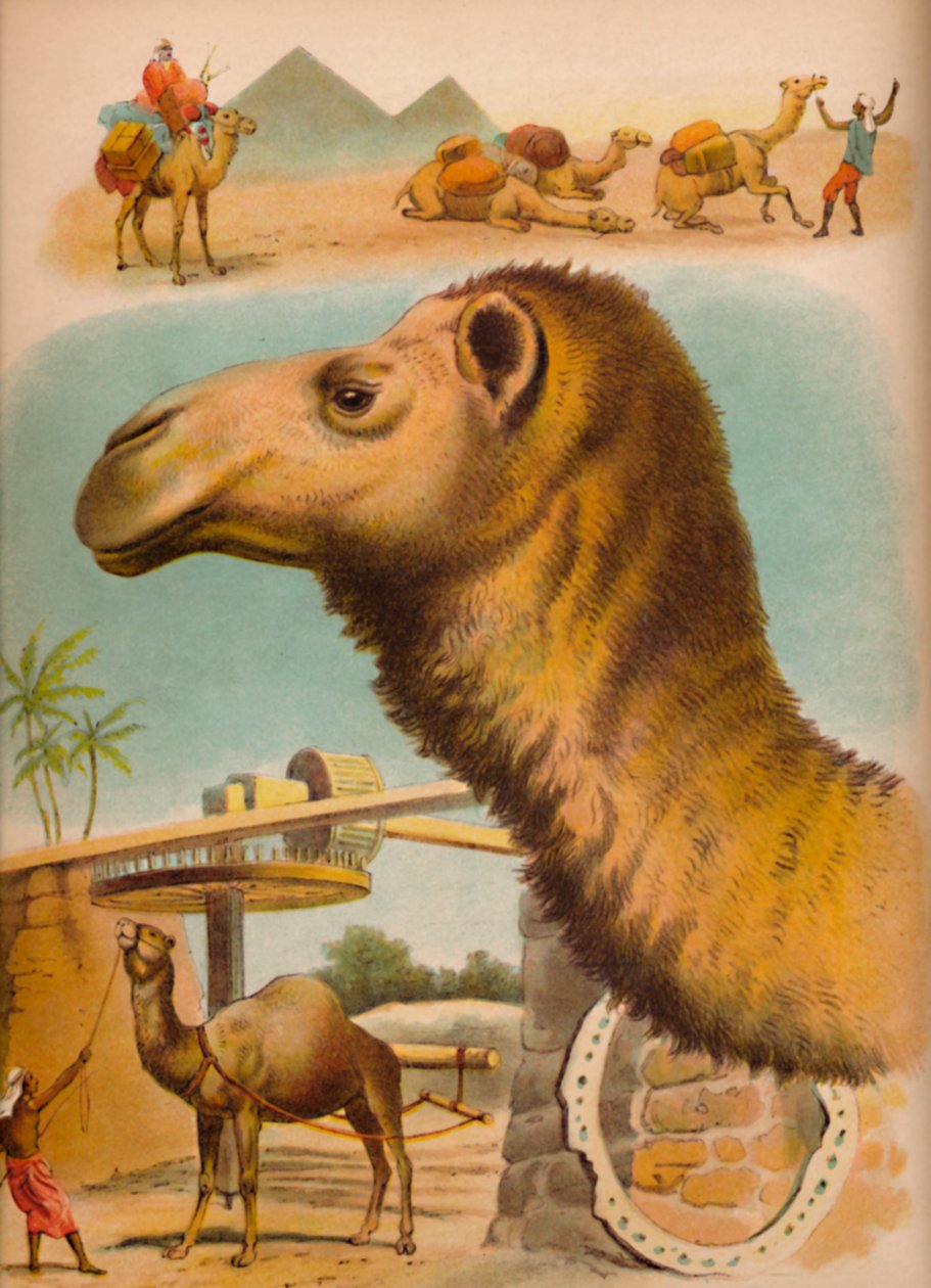 ラクダ、c1900 作： ヘレナ・J・マグワイア