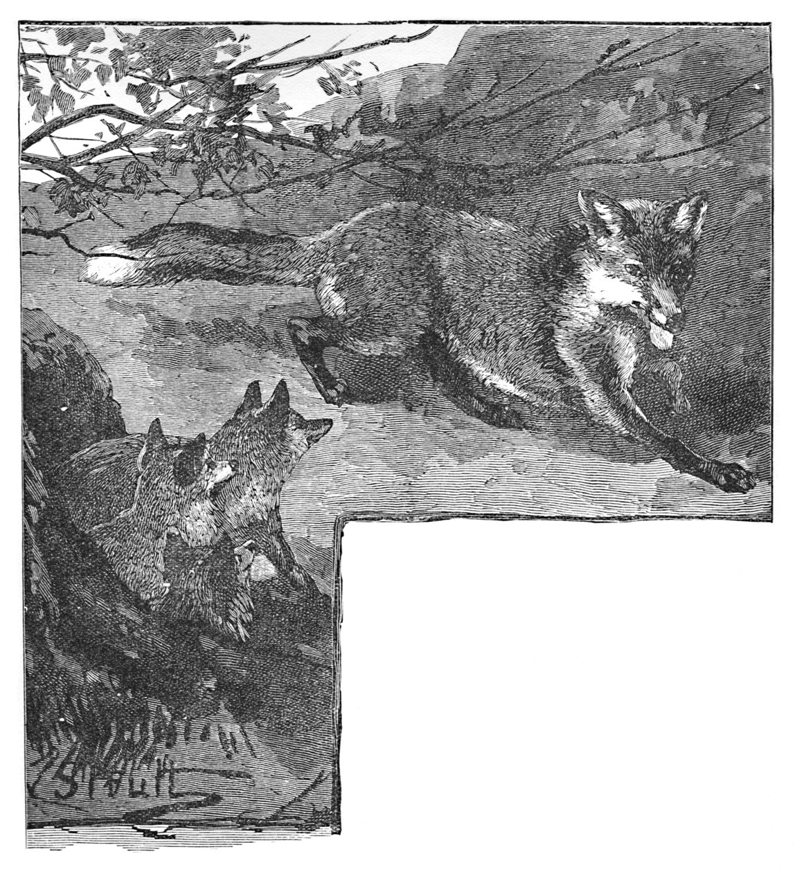 キツネとカブス、c1900 作： ヘレナ・J・マグワイア