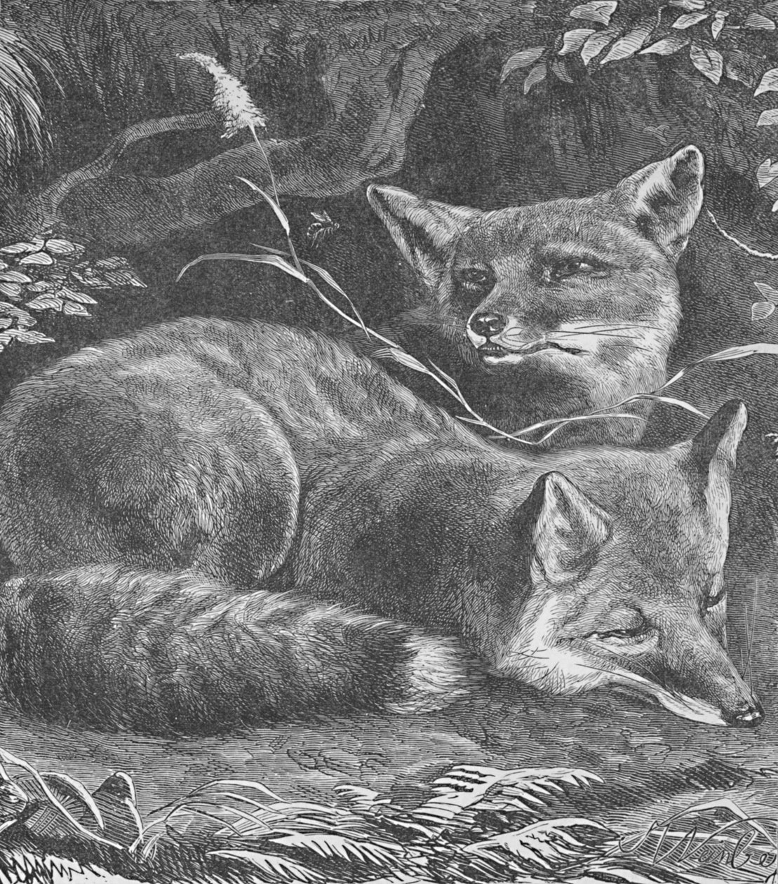 Fox at Home、c1900 作： ヘレナ・J・マグワイア