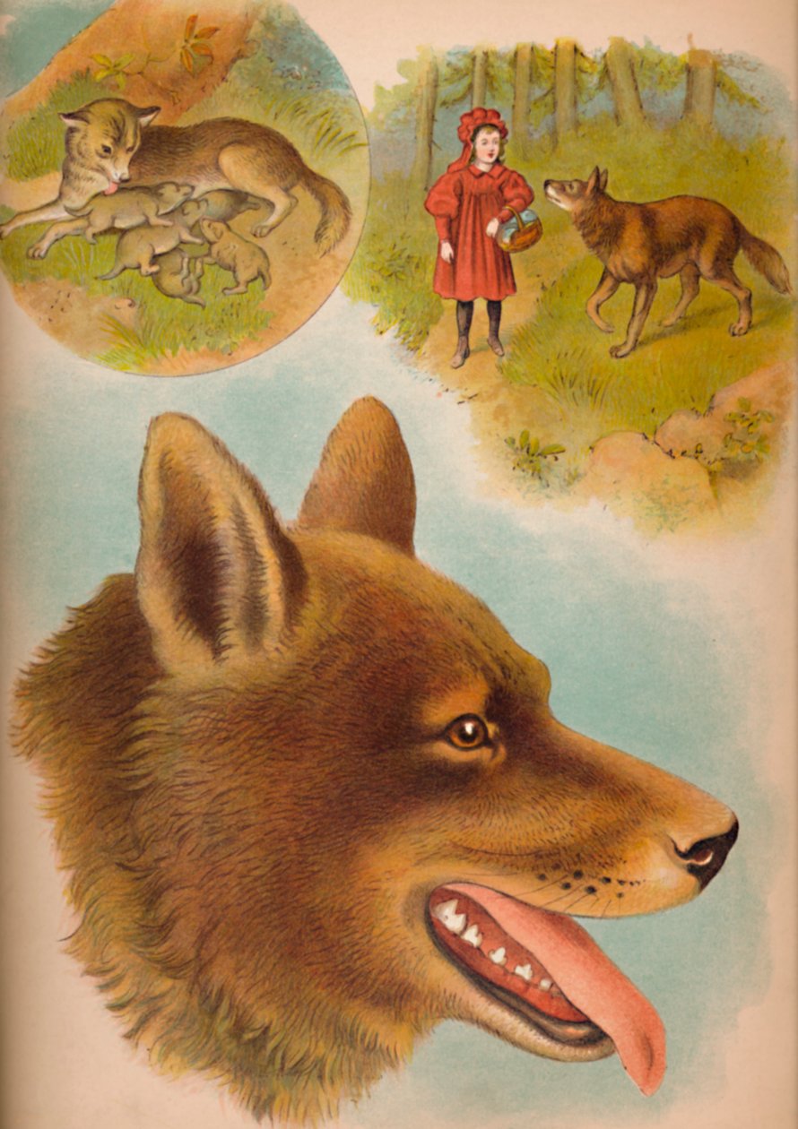 オオカミ、c1900 作： ヘレナ・J・マグワイア