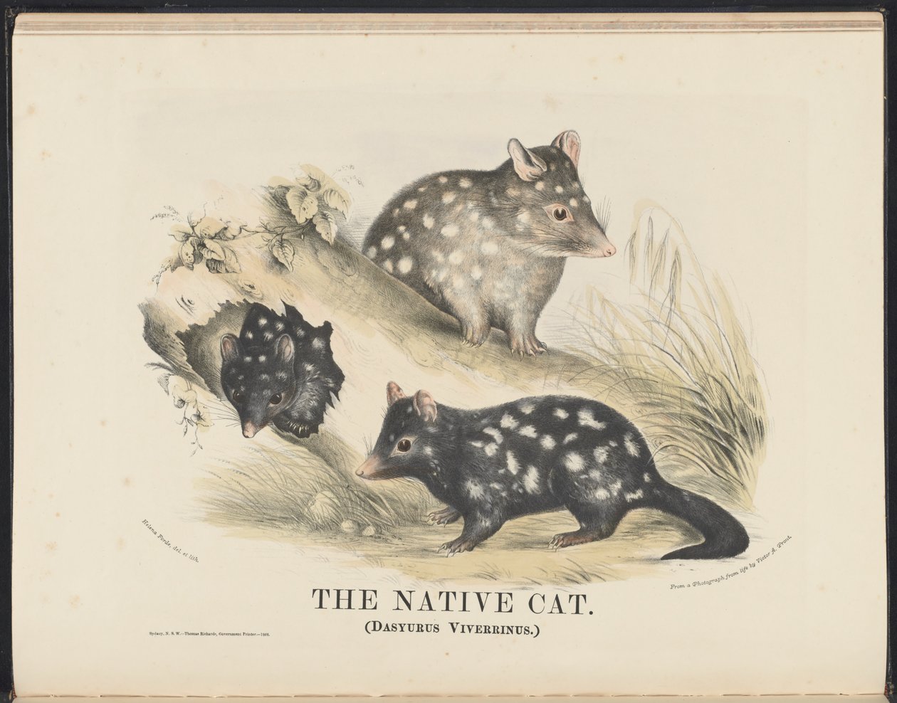 オーストラリアの哺乳類（Krefft）Nla.obj-33627803-14 The Native Cat 作： ヘレナ・スコット