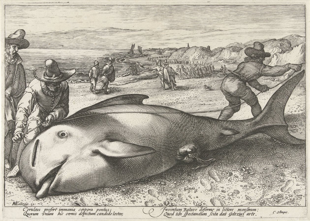 ザントフォールトの浜辺に座礁したゴンドウクジラ、1594 年 作： ヘンドリック・ゴルツィウス (のワークショップ)