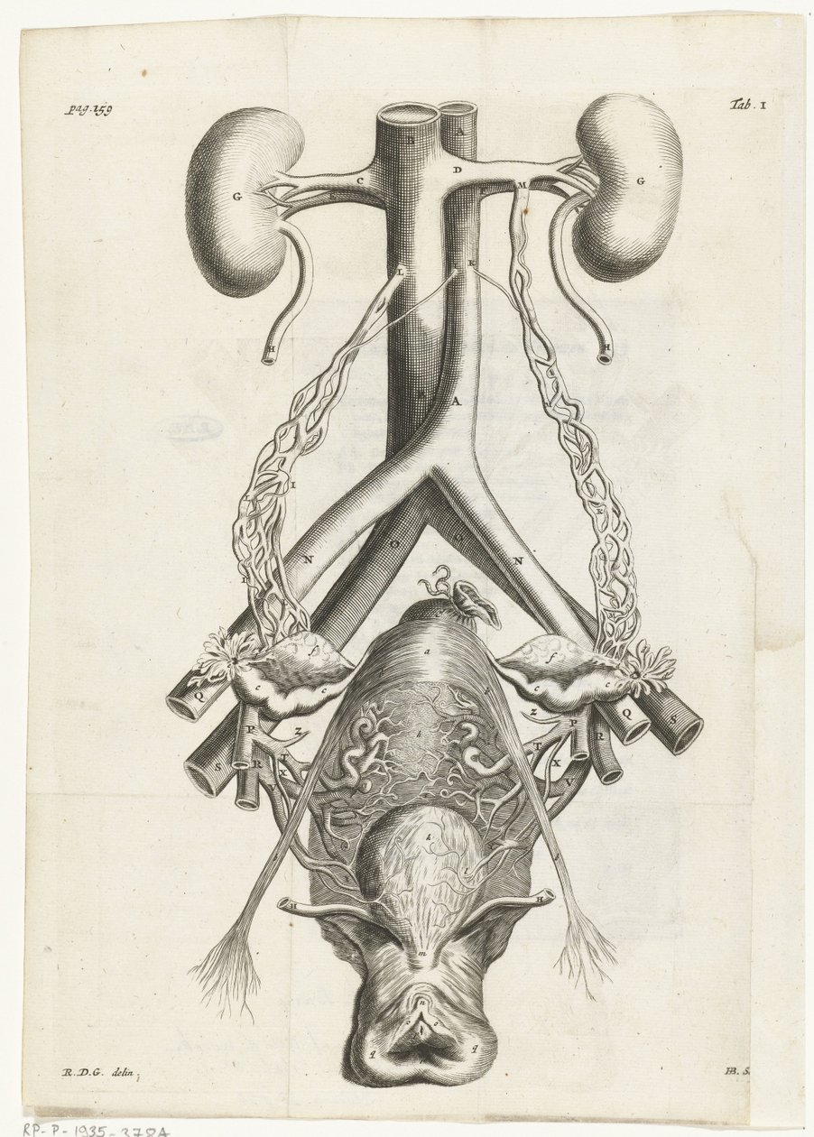 女性の生殖器と腎臓の解剖学的画像 挿絵: Reinier de Graaf, Alle de wercken, アムステルダム, 1686 作： ヘンドリック・バリー
