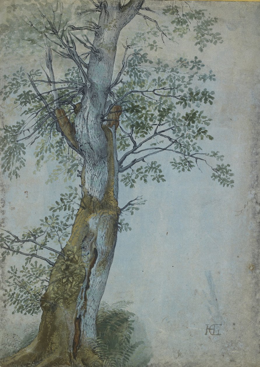 木の研究、1597〜99年（濃い茶色のインクのペン、WCとボディカラーのブラシ、青い紙に白で強調） 作： ヘンドリック・ゴルツィウス
