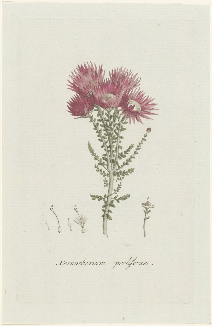 増殖性褐色細胞腫 Xeranthemum proliferum (オブジェクトのタイトル) 作： ヘンリック・シュウェグマン