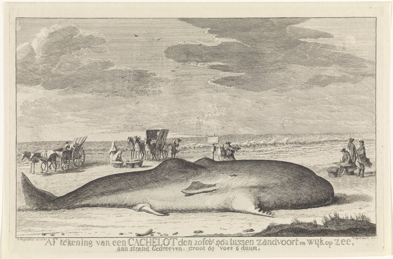 打ち上げられたマッコウクジラ 1762 年 2 月 20 日付けのザントフォールトとウィク オプ ゼーの間のキャッシュロットの図面は、61 フィート 6 ドゥムの大きな浜辺に浮かんでいました。 (オブジェクトのタイトル) 作： ヘンドリック・スピルマン