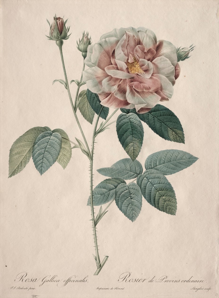 バラ：ローザ・ガリカ、1817-1824。 作： ピエール・ジョゼフ・ルドゥーテ