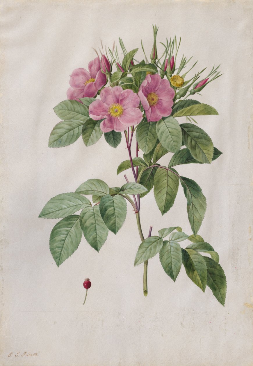 牧草地のローズローザカロライナコリンボサ、1817年から1824年。 作： ピエール・ジョゼフ・ルドゥーテ