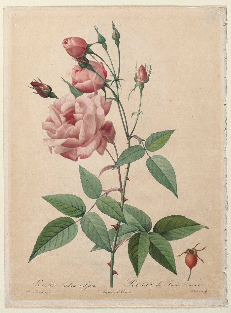 P.J. Redouté ピンクのバラ 絵画 バラ：中国またはベンガルローズ、1817年から1824年。