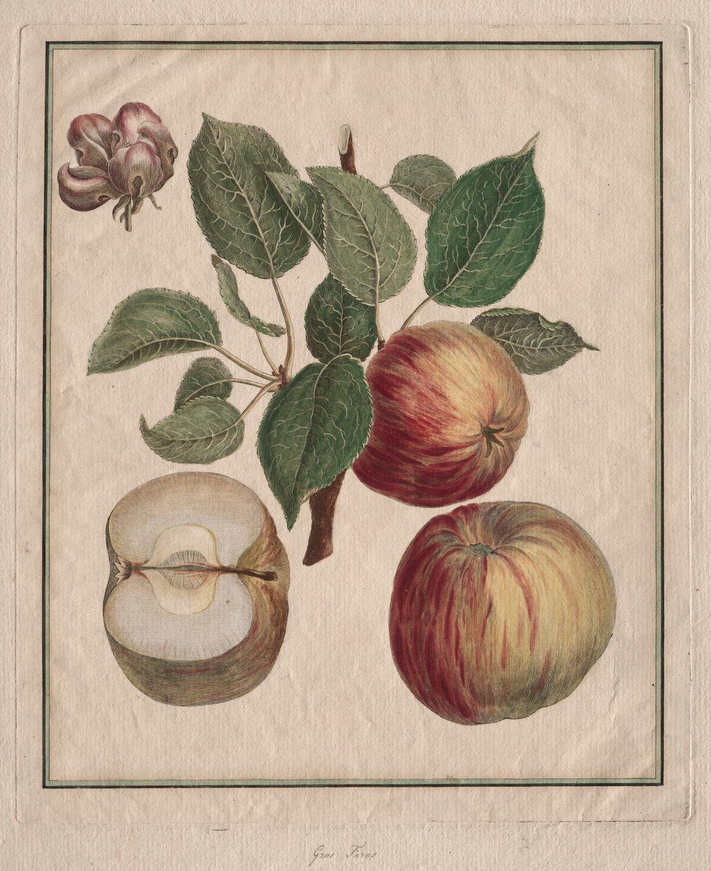 リンゴと葉と果実の花、1768年。 作： アンリ・ルイ・デュアメル・デュ・モンソー