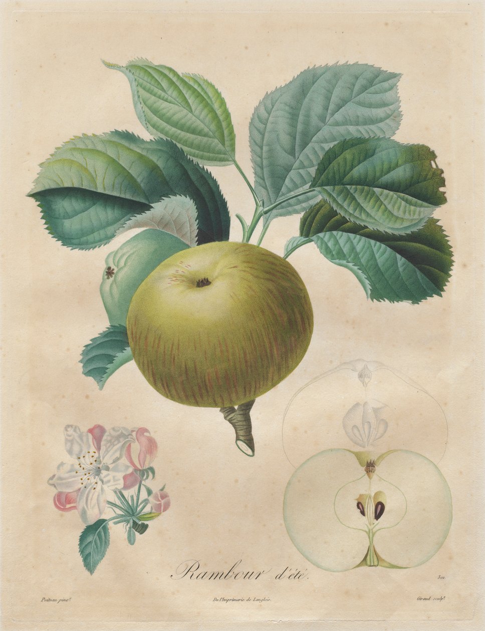 果樹の扱い：Summer rambour、1808-1835。 作： アンリ・ルイ・デュアメル・デュ・モンソー