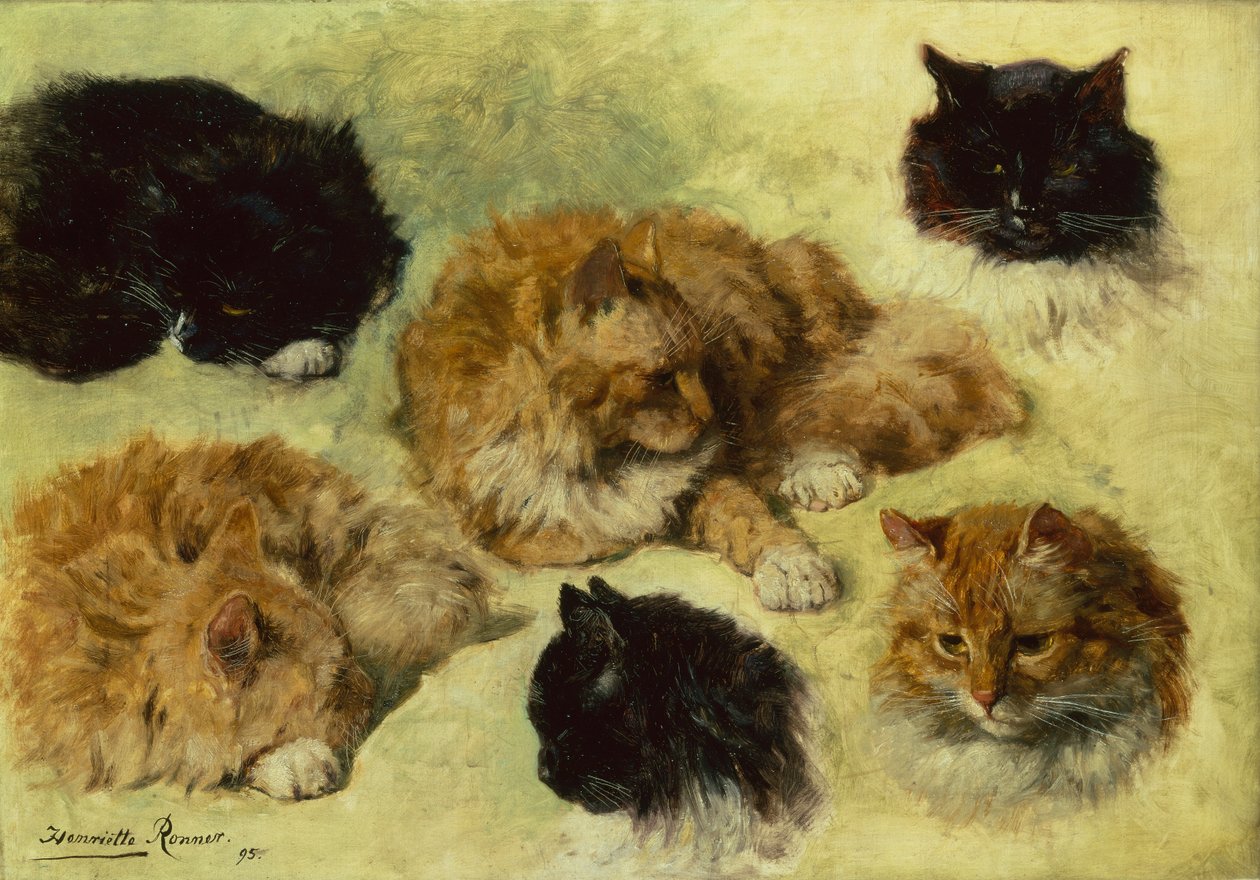 猫の研究 作： アンリエットロンナーニップ
