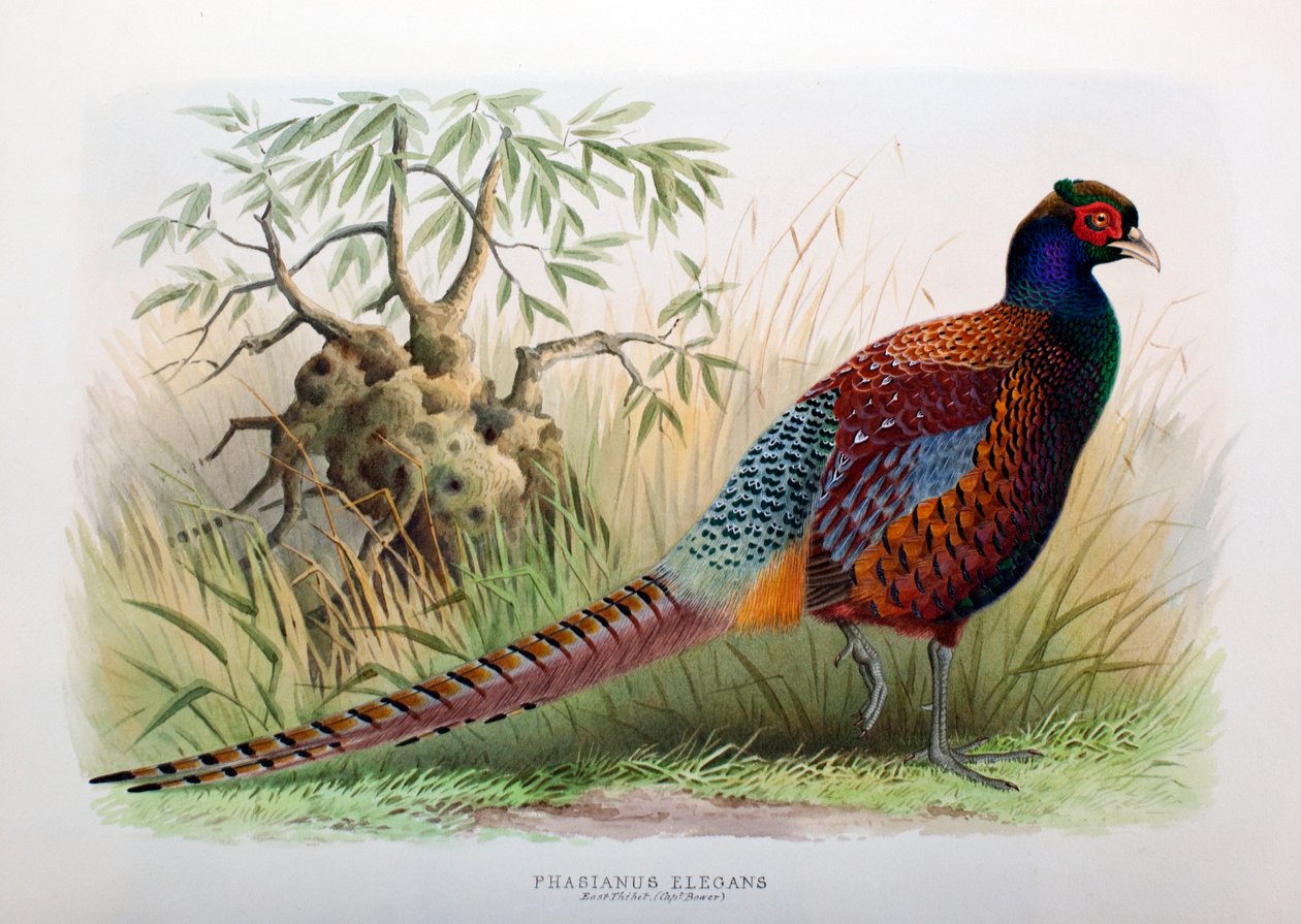 Phasianus Elegans、1906-7 作： ヘンリー・ジョーンズ