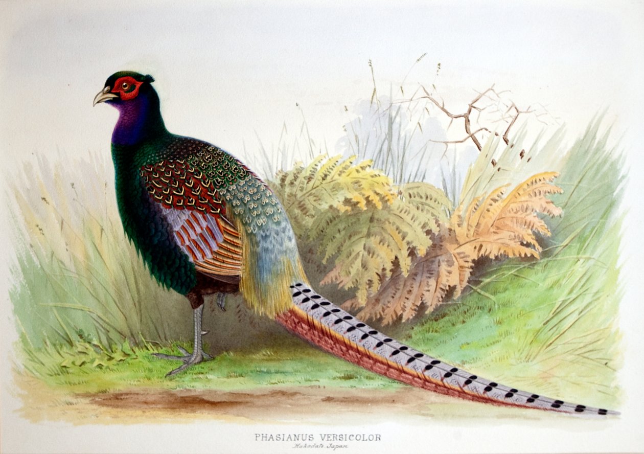 Phasianus Versicolor、1896-1921年 作： ヘンリー・ジョーンズ