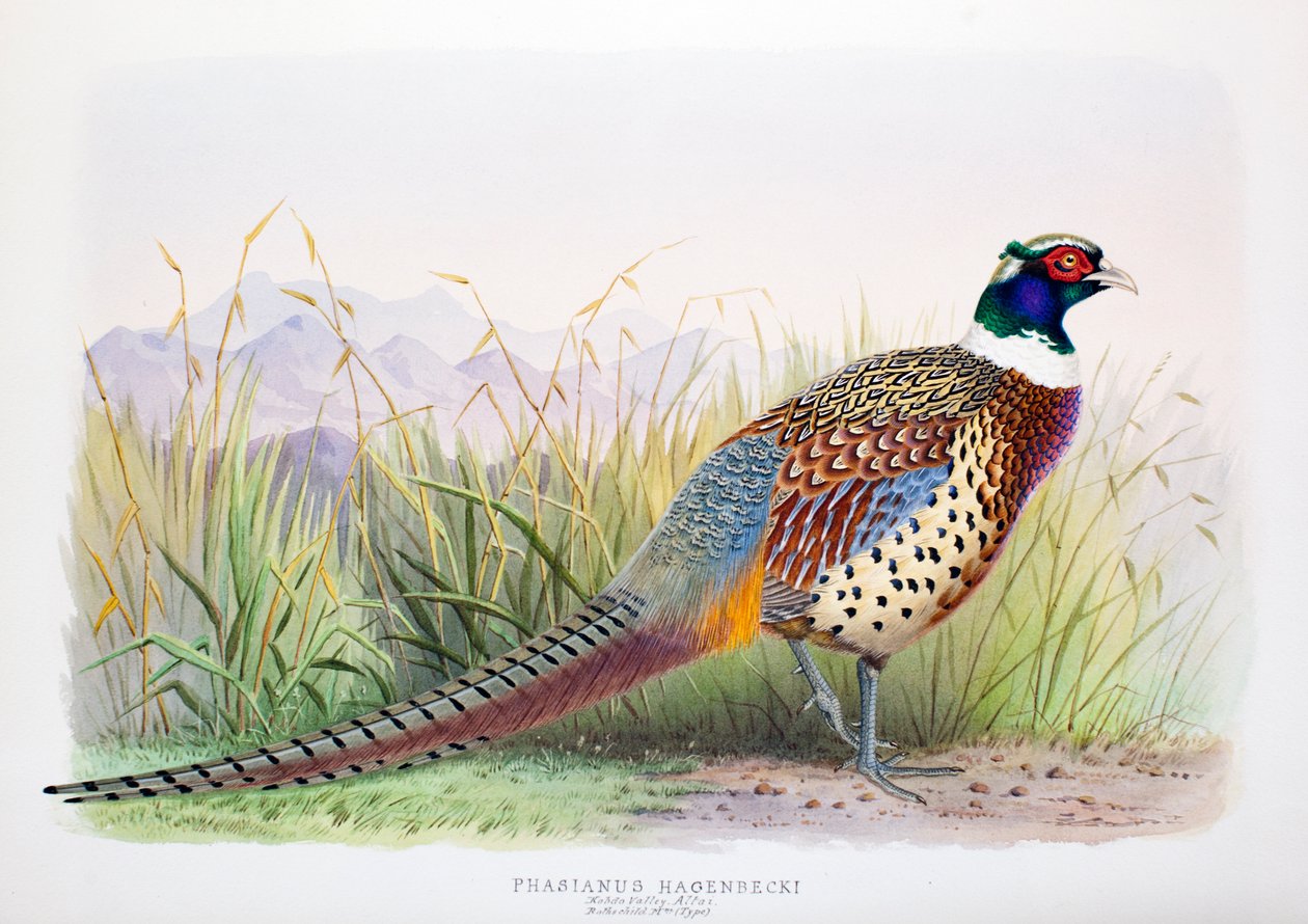 Phasianus hagenbecki、1906-7 作： ヘンリー・ジョーンズ