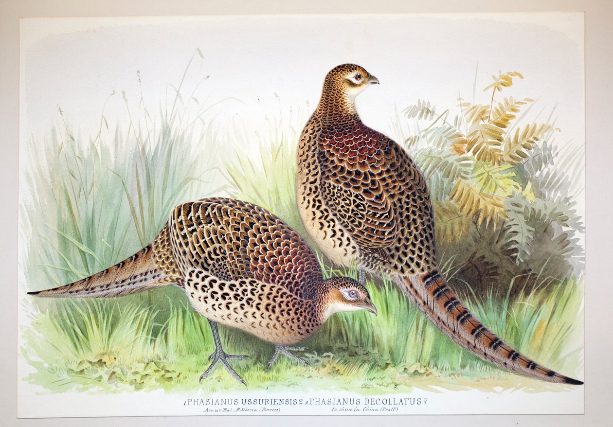 Phasianus ussuriensisおよびPhasianus delocllatus、1906-7 作： ヘンリー・ジョーンズ