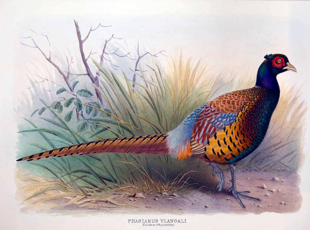 Phasianus vlangali、c.1896-1921 作： ヘンリー・ジョーンズ