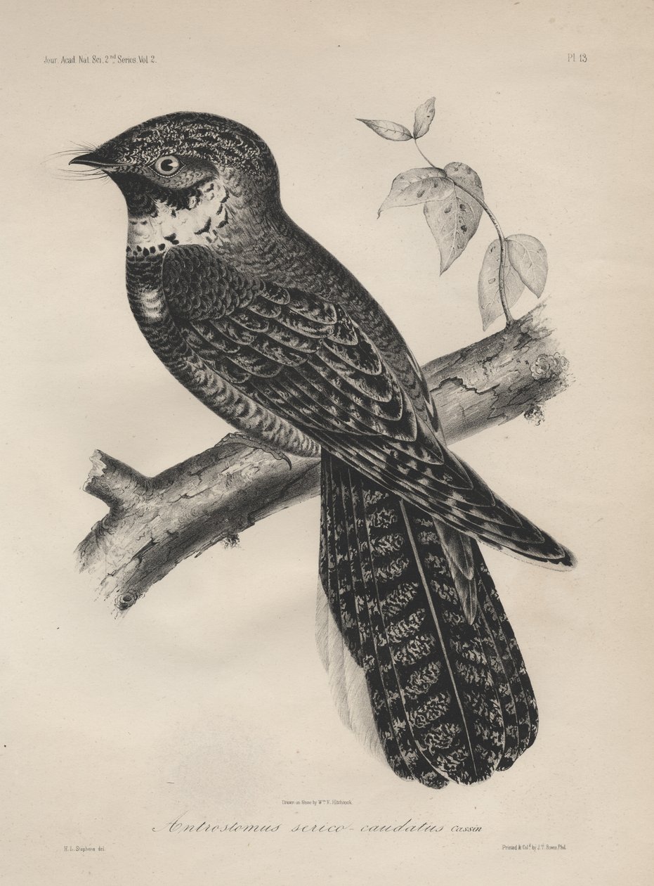 Antrostomus Silk-caudate、リチウム、JT Bowen、1850 litho 作： ヘンリー・ルイス・スティーブンス
