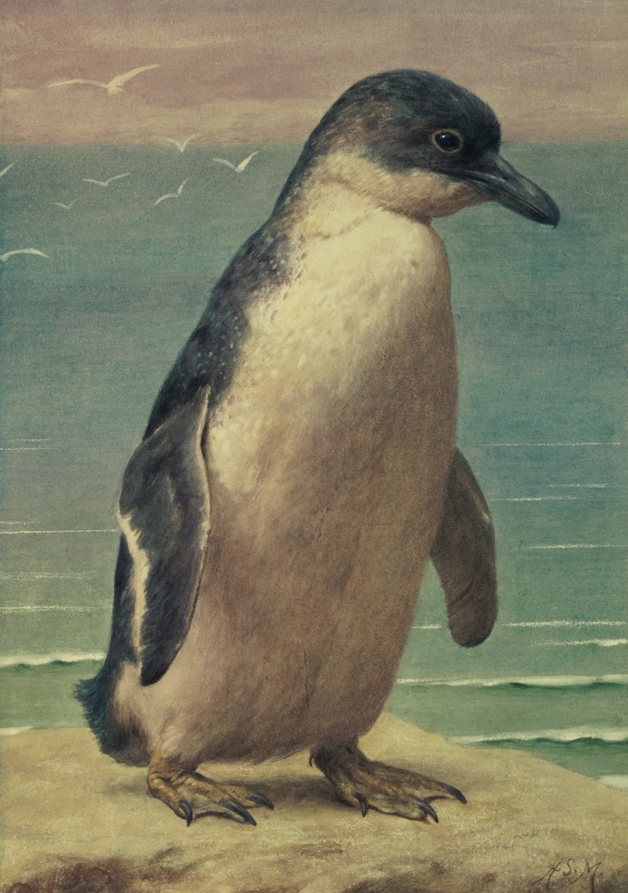 ペンギンの研究 作： ヘンリー・ステイシー・マークス