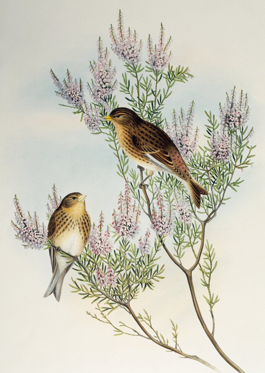 Twite (Carduelis flavirostris), Birds of Great Britainより 作： ヘンリー・コンスタンティン・リヒター