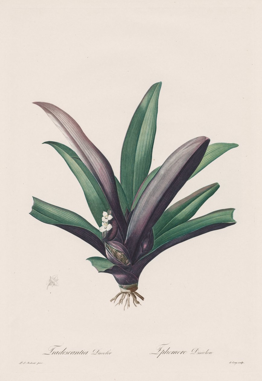 Les Liliacées: Tradescantia discolor 作： Henry Joseph Redoute