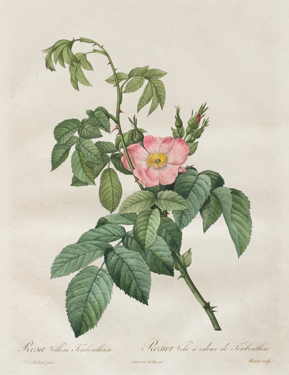 Les Roses: ローズ ヴィロサ テレピン油 作： Henry Joseph Redoute