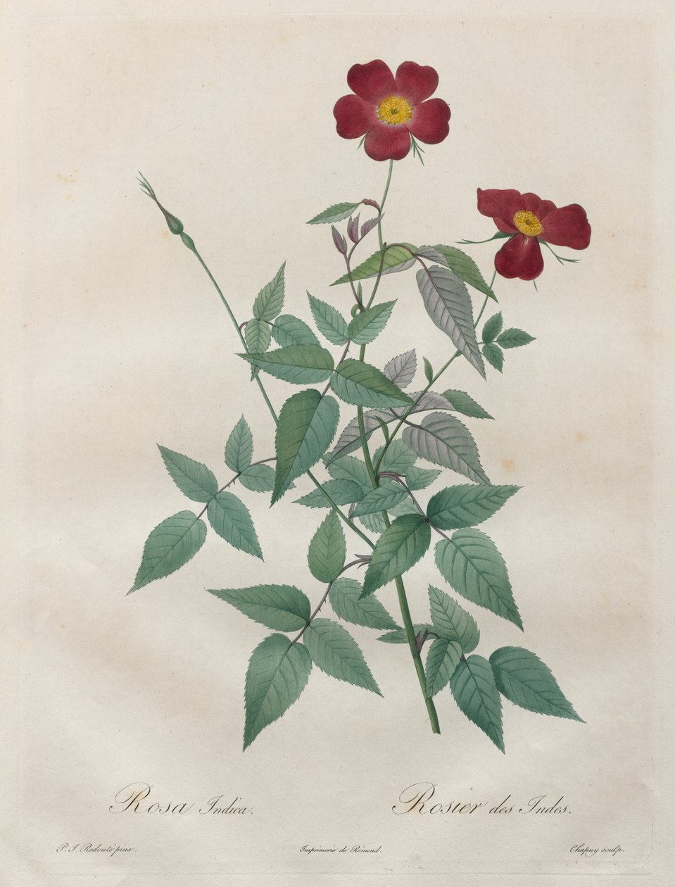 The Roses: ローザ インディカ 作： Henry Joseph Redoute
