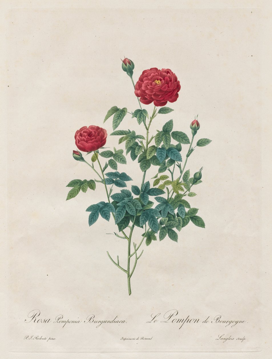 ポンポンピンク 作： Henry Joseph Redoute