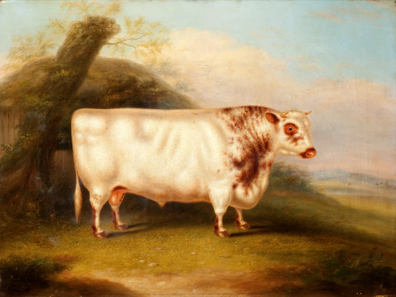 ハルソニア（Shorthorn Bull）、1855年頃 作： ヘンリー・スタッフォード
