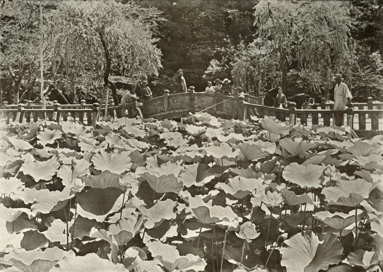 蓮の池、1910年。 作： ハーバート・ポンティング