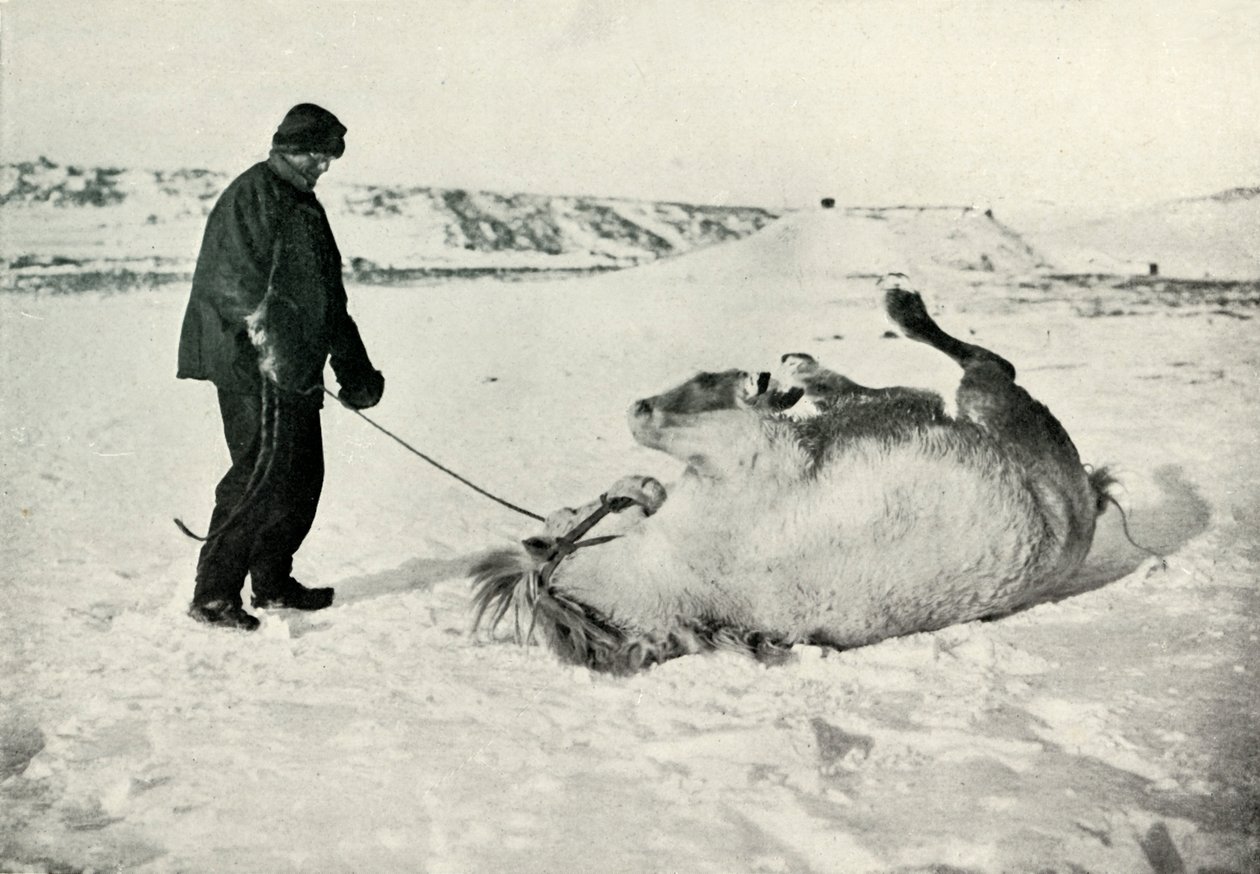 ポニーを与えるチェリーガラルド雪の中でマイケルAロール、c1911、1913 作： ハーバート・ポンティング