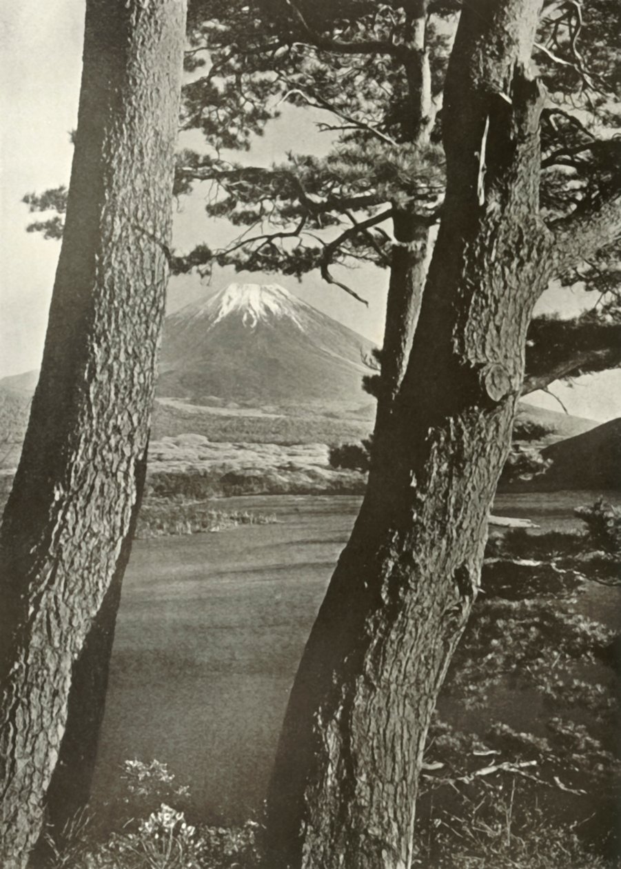 本栖湖の松の木を通る富士、1910年。 作： ハーバート・ポンティング