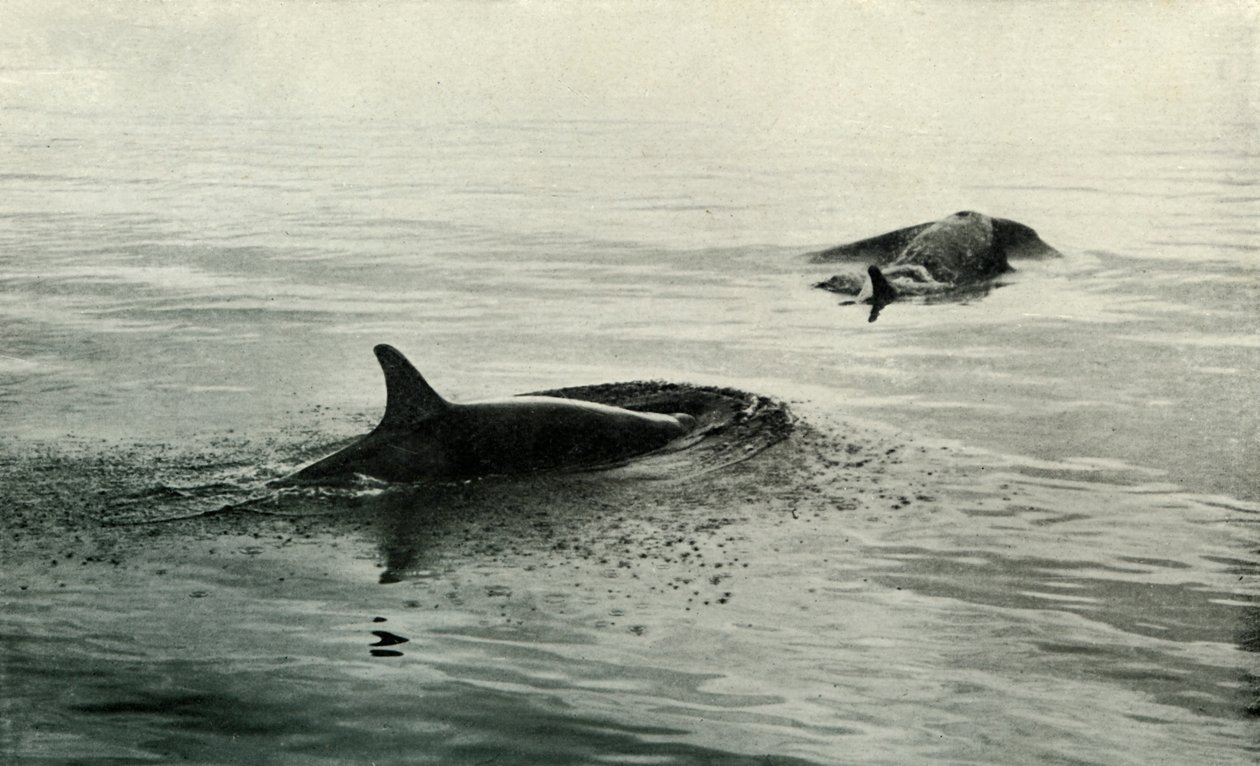 キラークジラの立ち上がり、打撃、c19101913、1913 作： ハーバート・ポンティング
