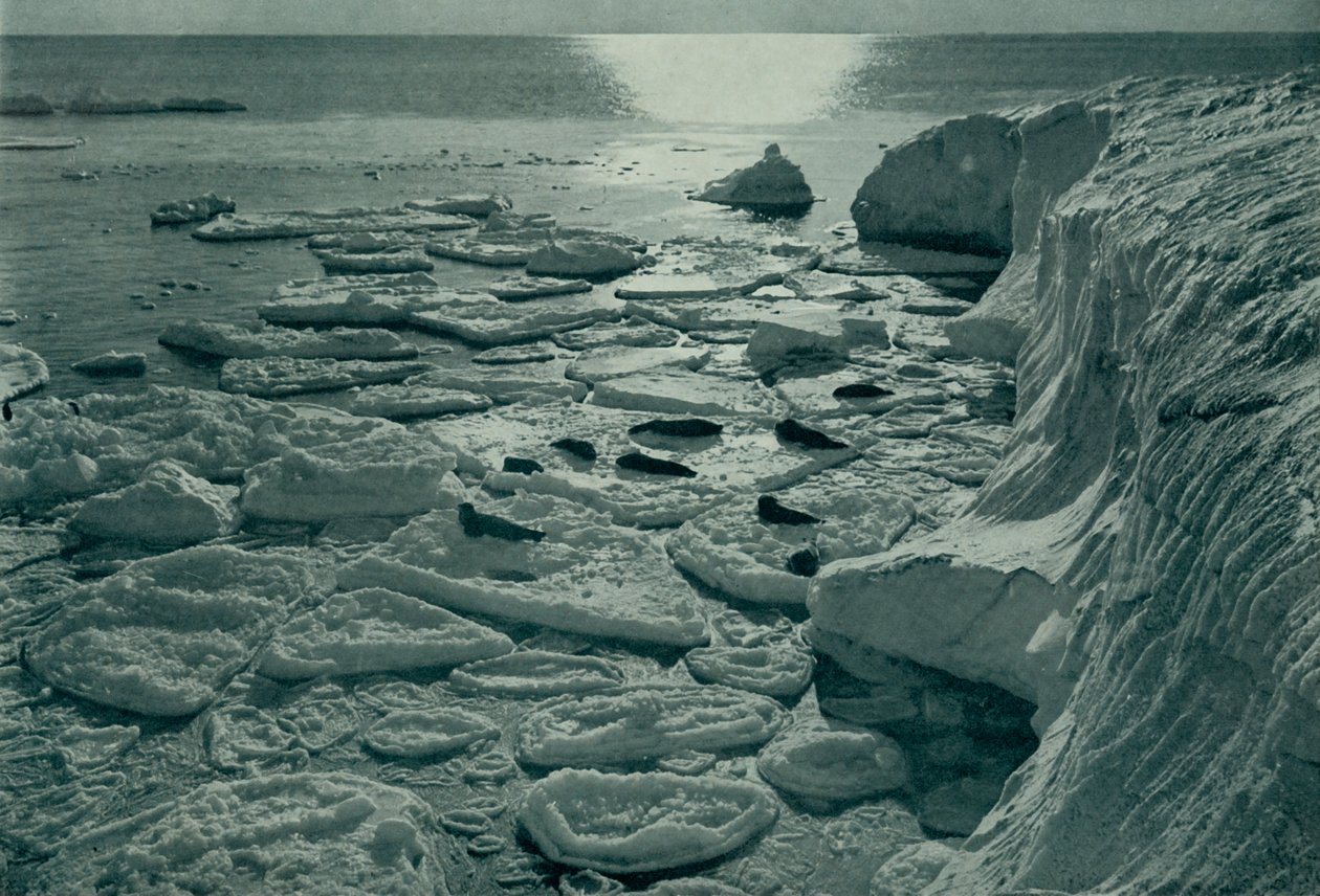 エバンス岬で新しく形成されたパンケーキの氷を浴びているアザラシ、c19101913、1913 作： ハーバート・ポンティング