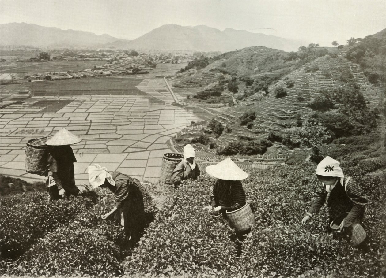 丘の上のお茶と平野の米、1910年。 作： ハーバート・ポンティング