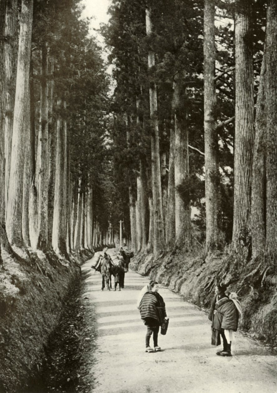 1910年の日光のスギ 作： ハーバート・ポンティング