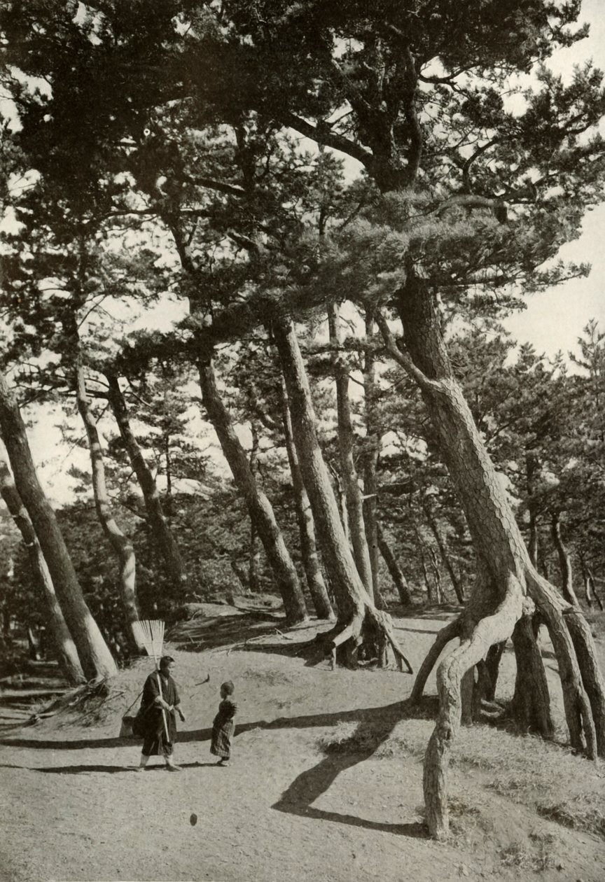 The Pines of Shizu-Ura, 1910.  作： ハーバート・ポンティング