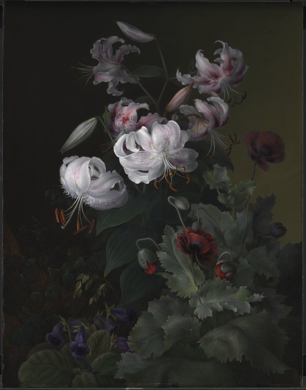 顕花植物 作： Hermania Neergaard