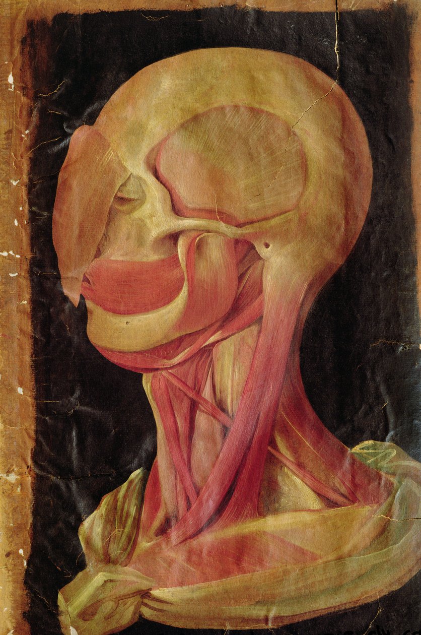 人間の頭の解剖図 作： AquapendenteのHieronymus Fabricius