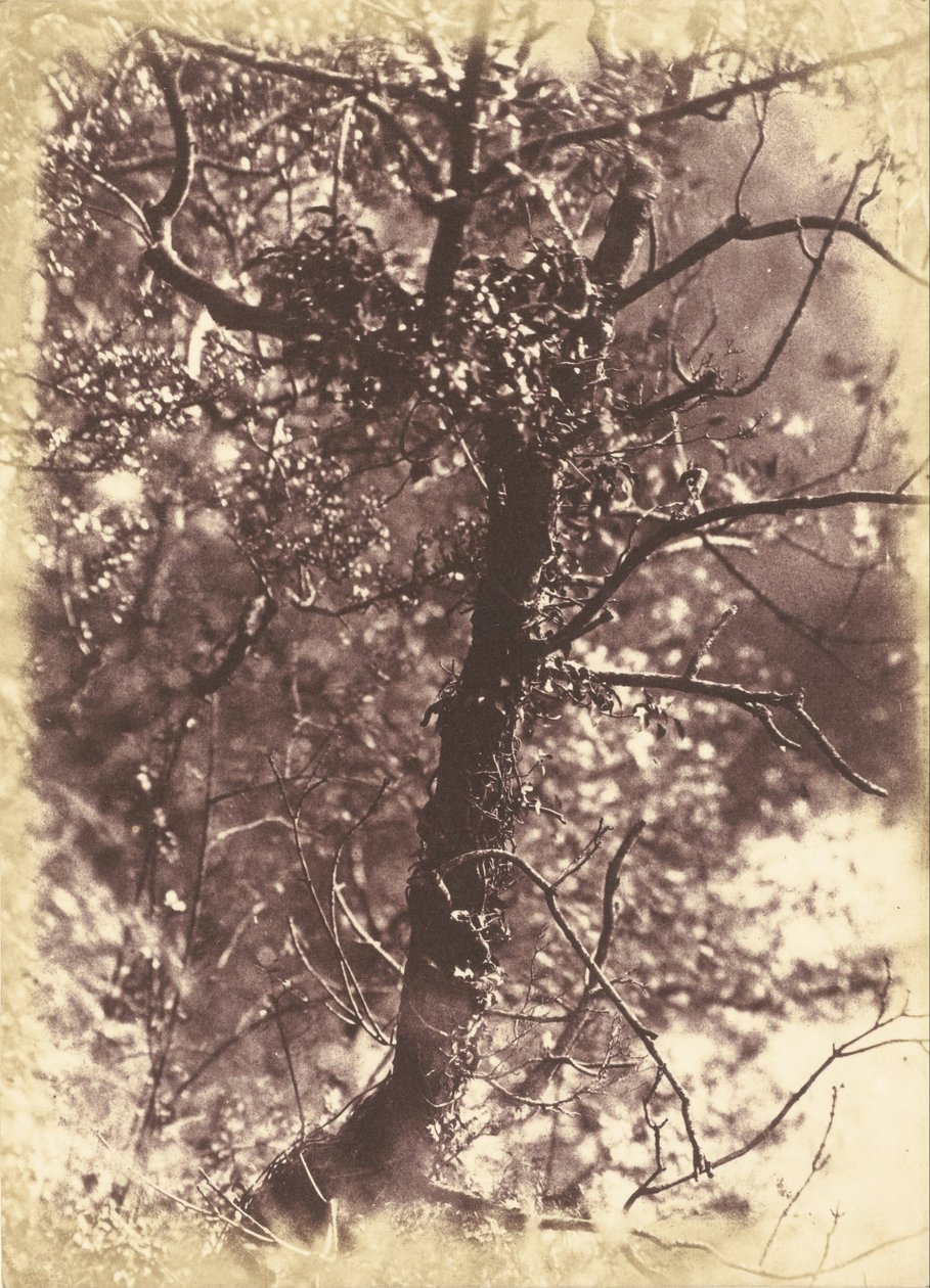 ツタ覆われたtree_atコリントン 作： ヒルとアダムソン