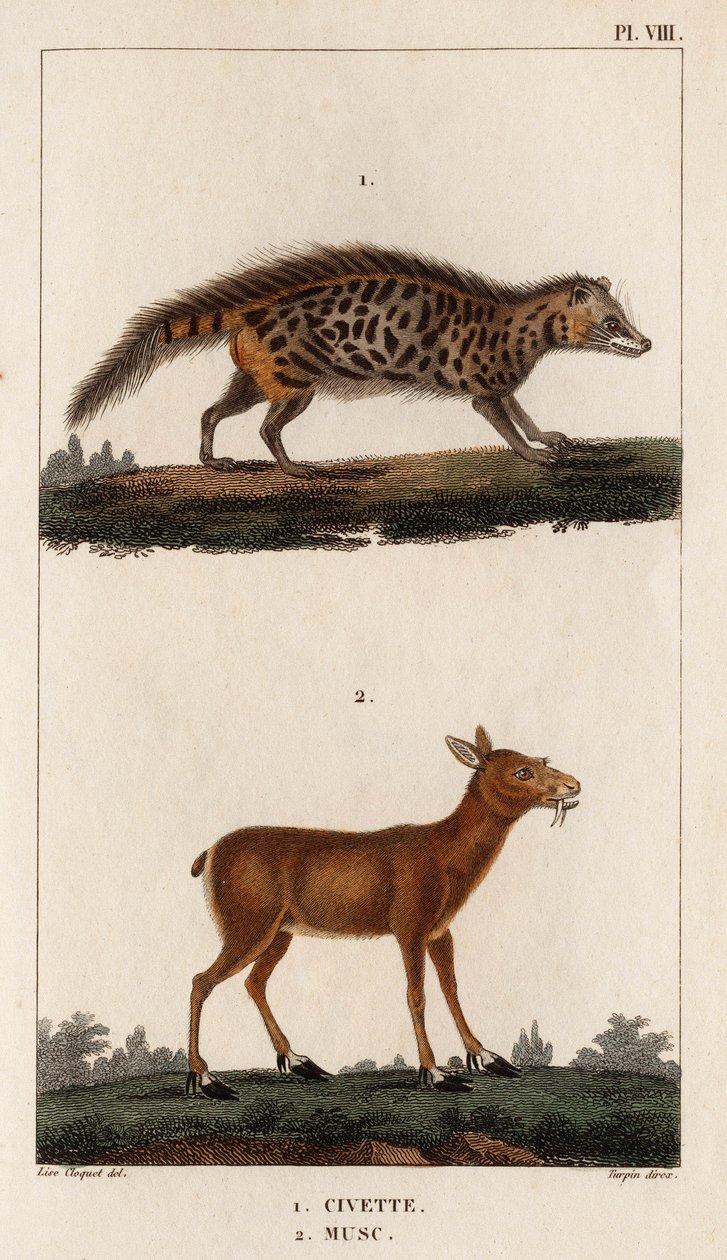 ジャコウネコとジャコウネコ。」「Fauna des Médecins または動物の歴史とその製品 by Hippolyte Cloquet」 - 第 6 巻 - 1825 年。 作： イポリットクロケ